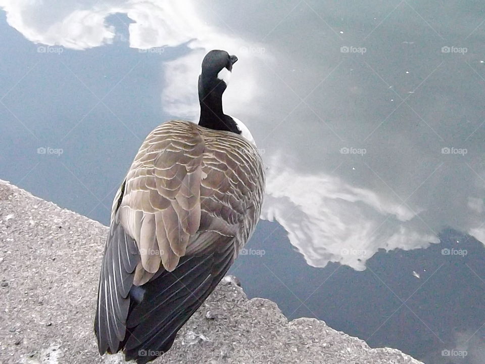 The Reflecting Goose