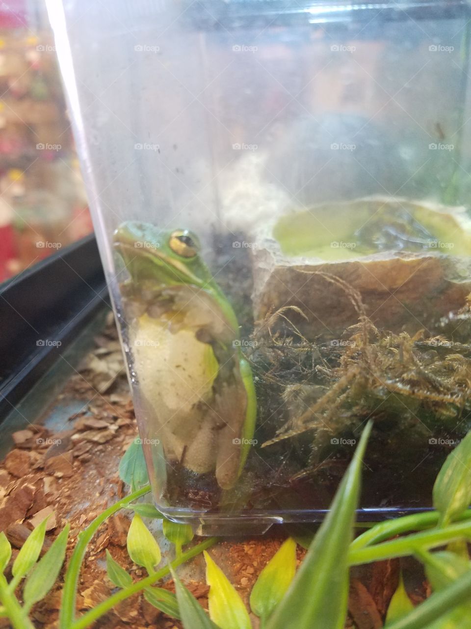 Green tree frog at the pet store