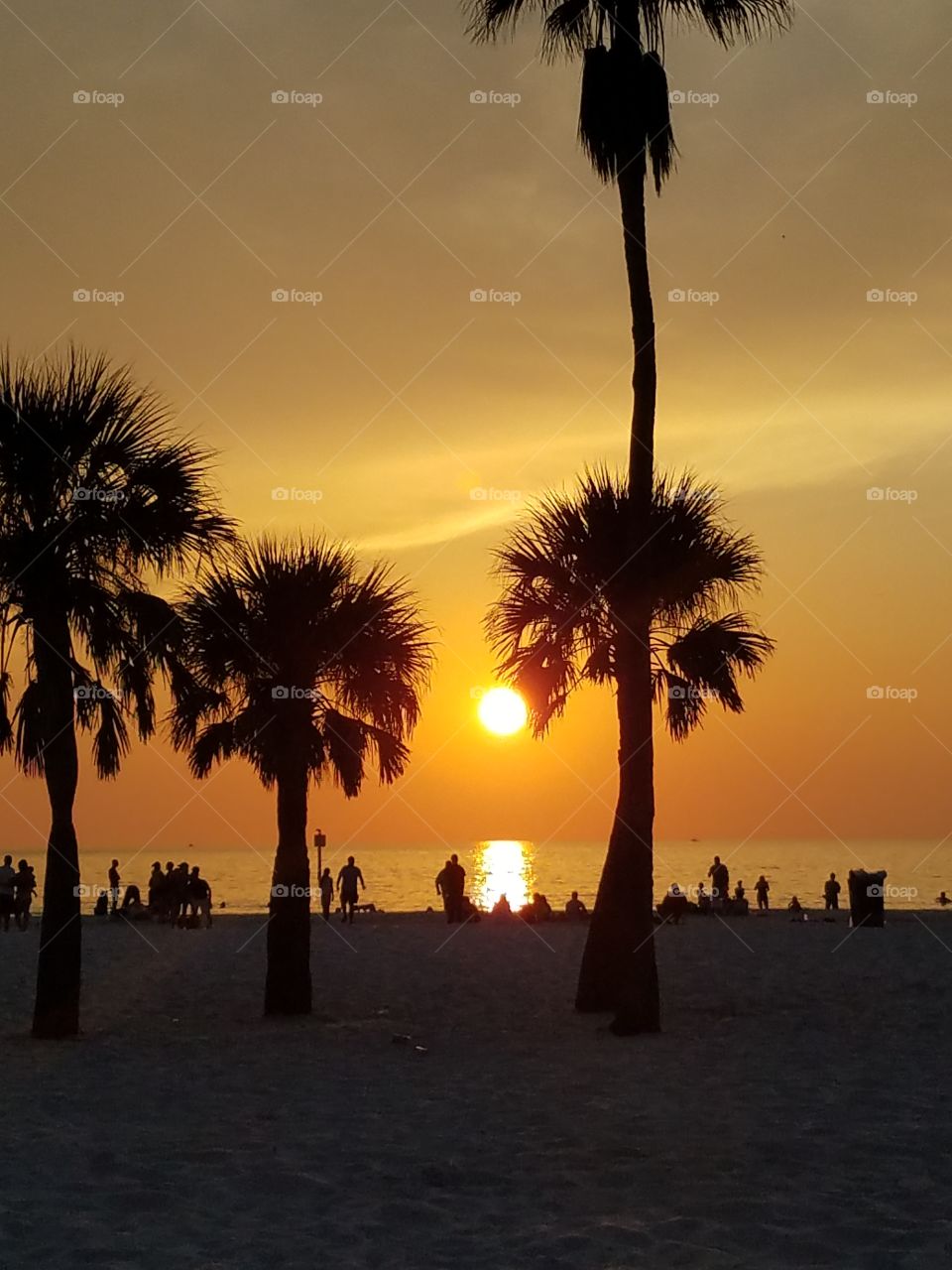 sunset with the palms