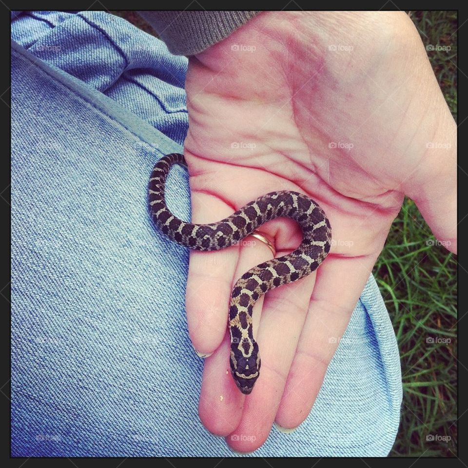 snake northern michigan hog nose snake peaceful snake by serenitykennedy