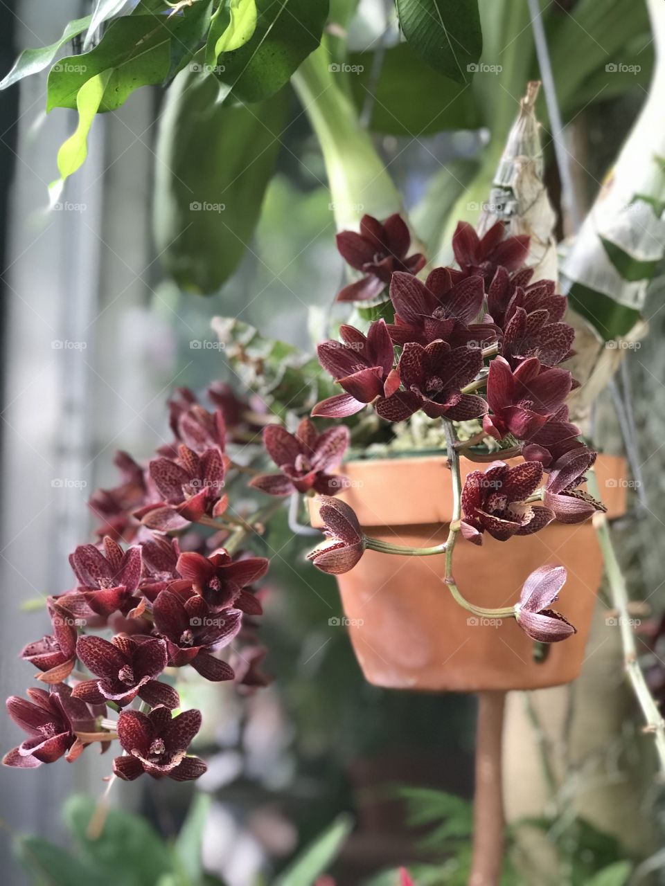 Hanging pot