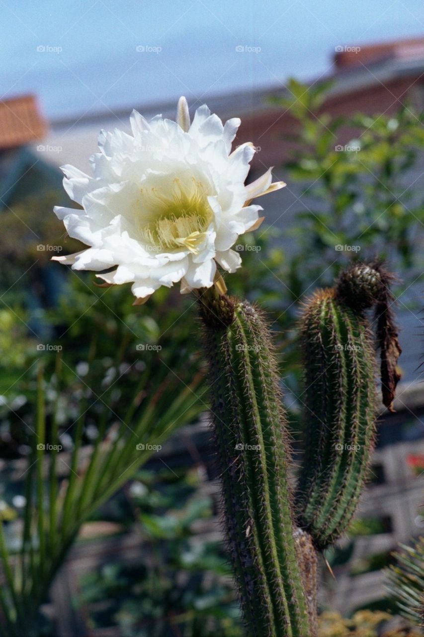 Cactus flower