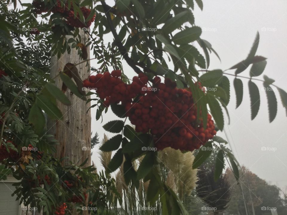 Bunch of Red Berries Hanging from a Tree