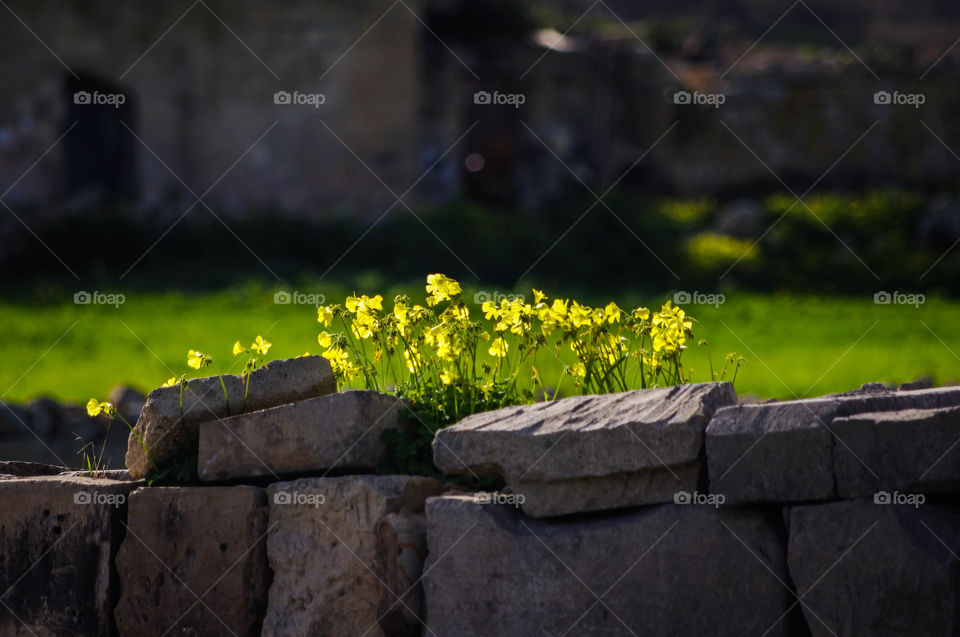 yellow flowers on a wall