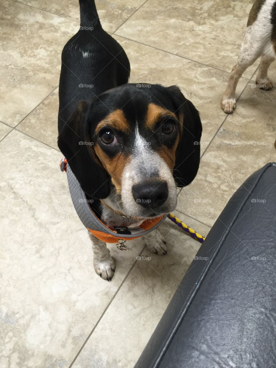 Oreo cookies is at the vet