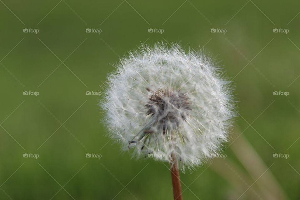 Dandelion 