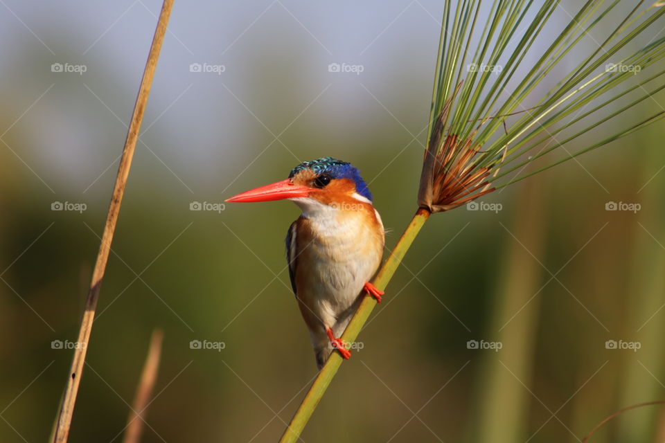 Malacite Kingfisher taking a rest