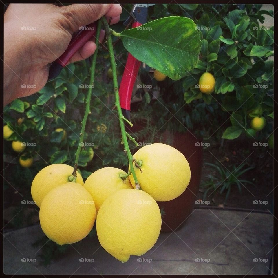 Picking Lemons