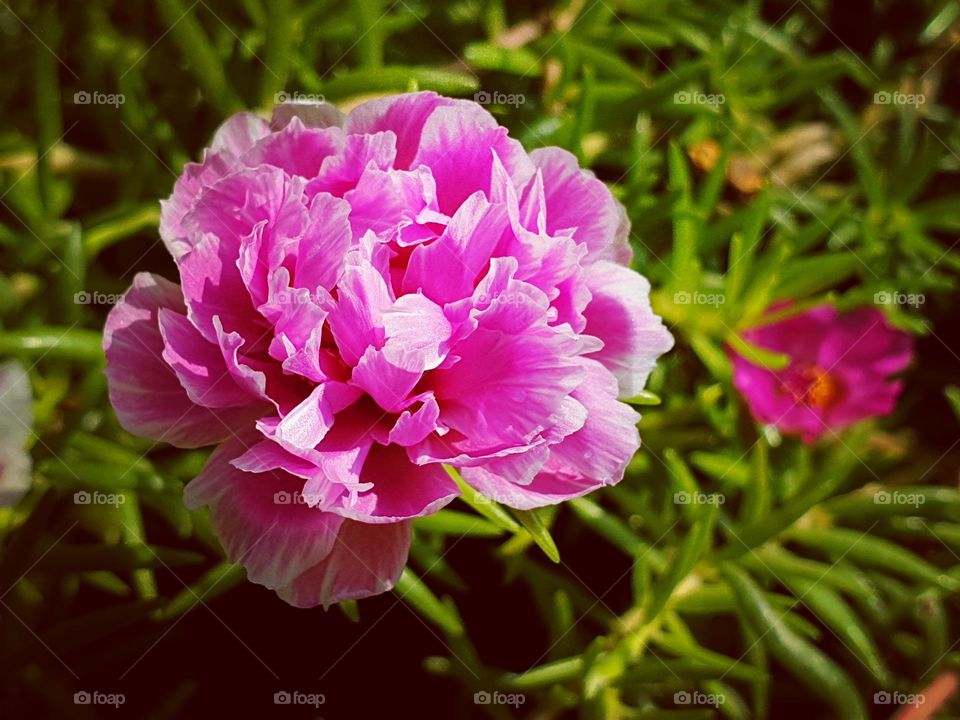 Portulaca grandiflora