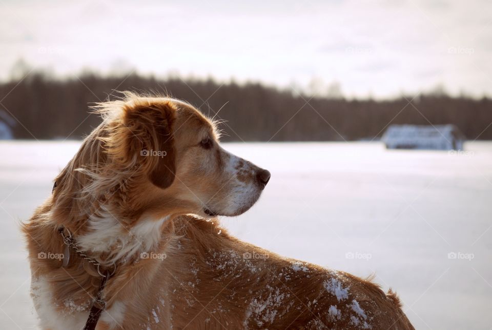 Dog on snow