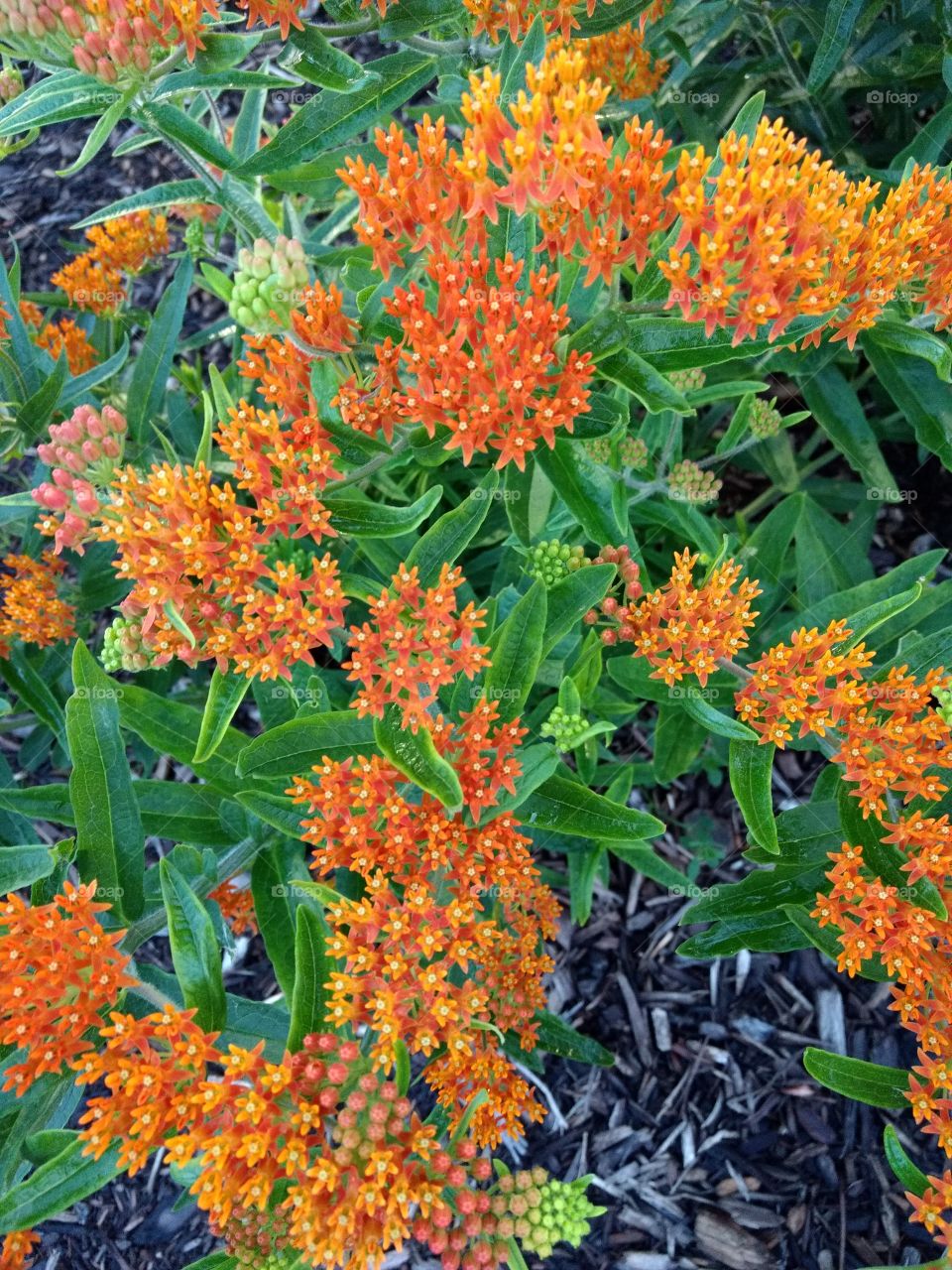 garden floral