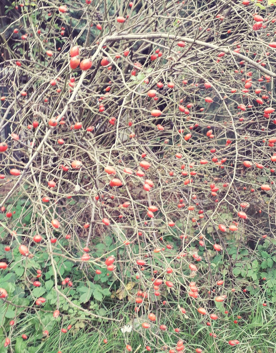 orange fruits of wild rose  on leafless twigs in the autumn