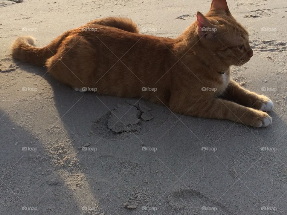 Cat on the beach