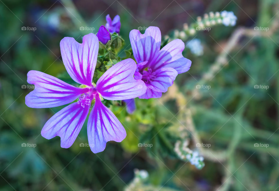Purple flowers
