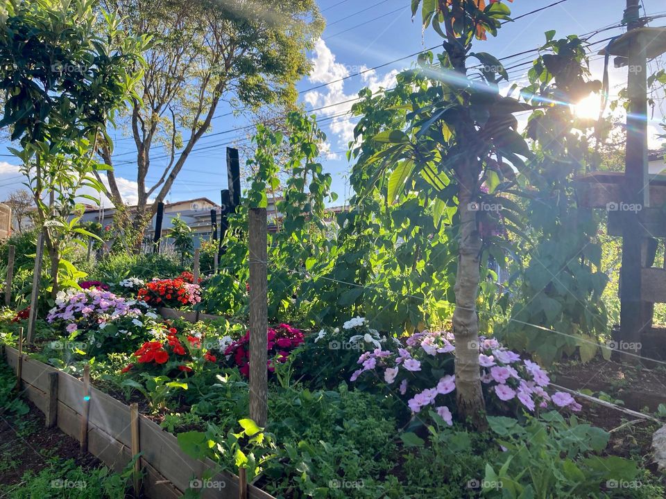 O entardecer em meio ao canteiro de flores: que bacana!
Um pouco de sol para aquecer o dia gelado, em meio às avencas (vincas ou beijinhos) faz bem, né?