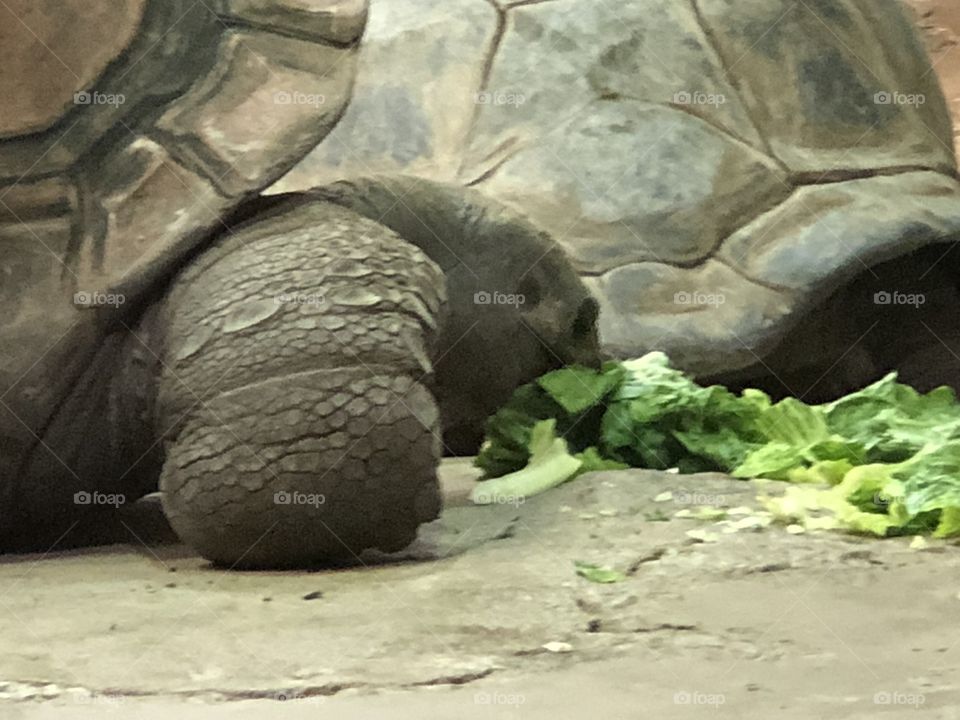 Tortoise at zoo