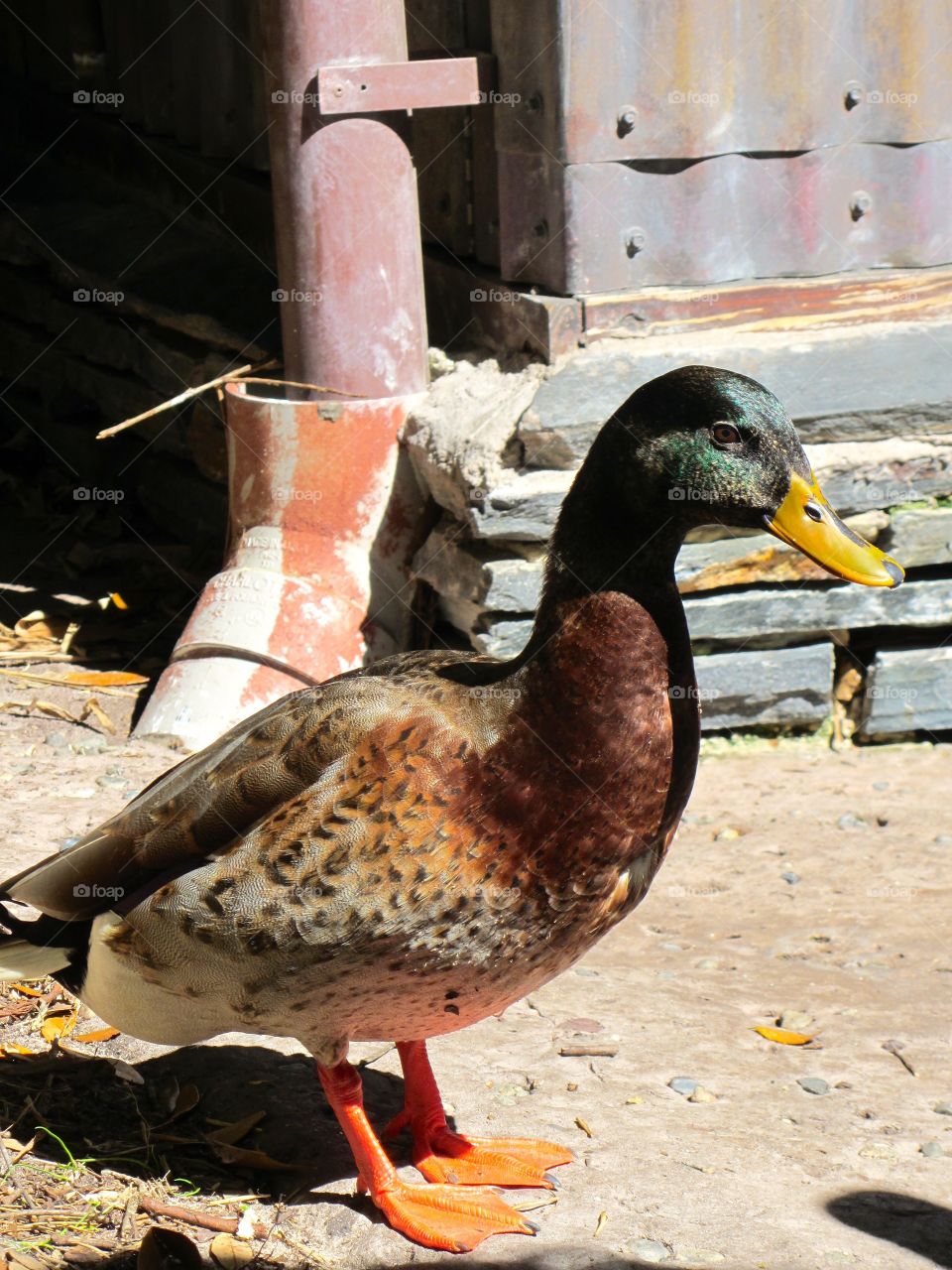 Mallard duck @ Disney's Animal Kingdom