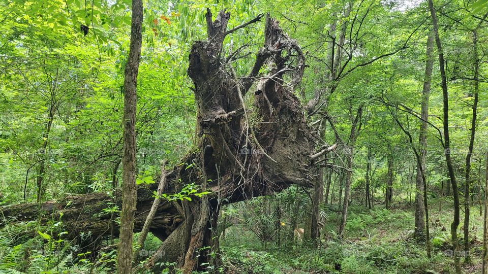 Uprooted Tree