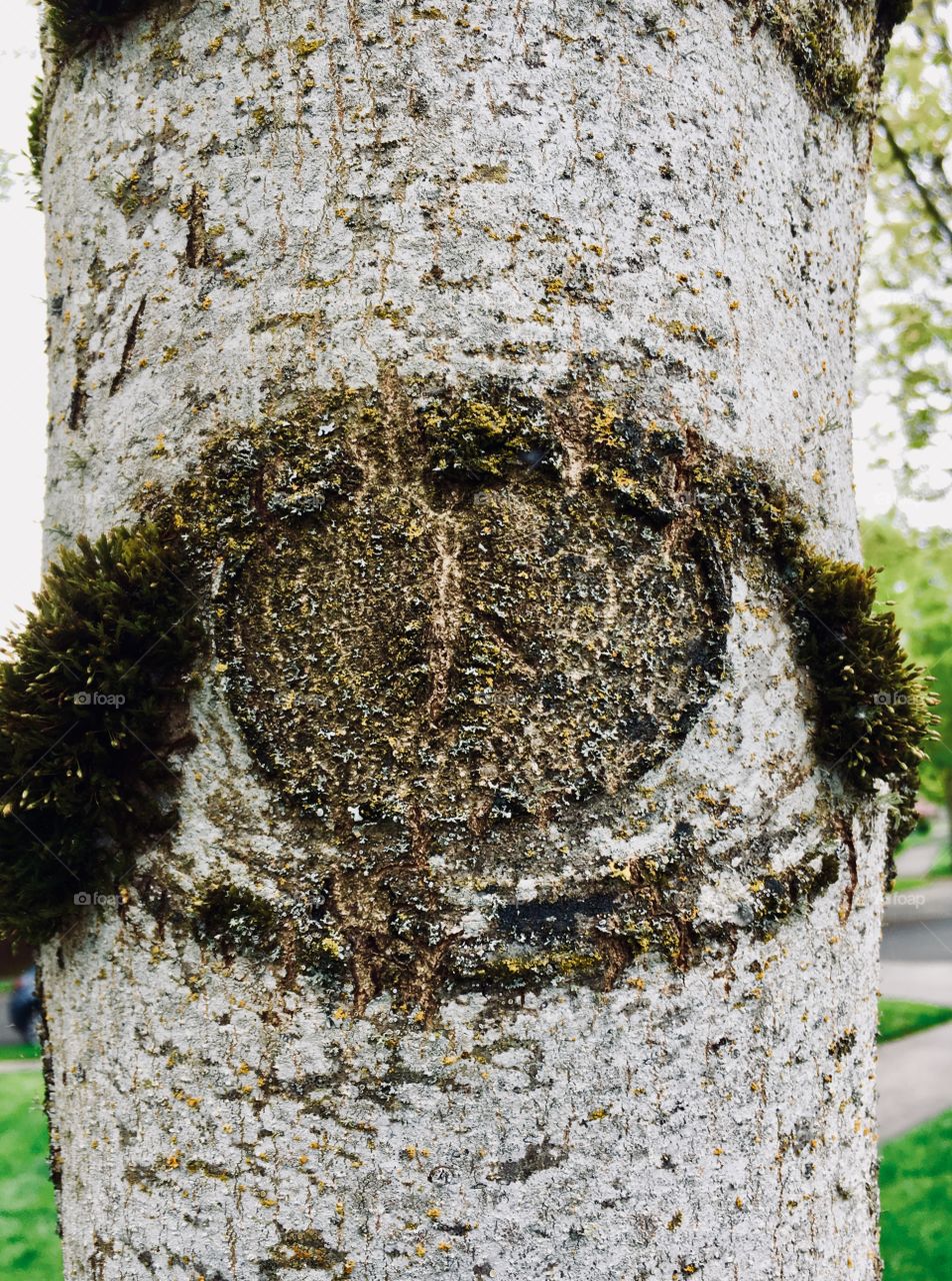Eye on the tree trunk grey moss bark