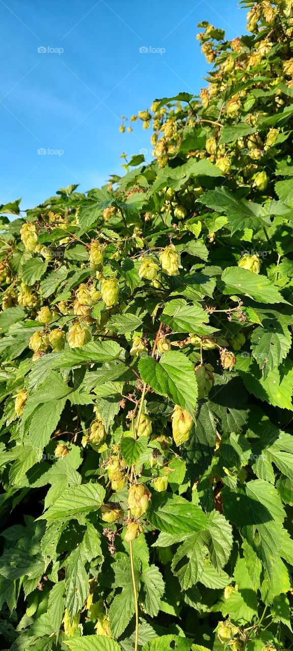 the hops have ripened