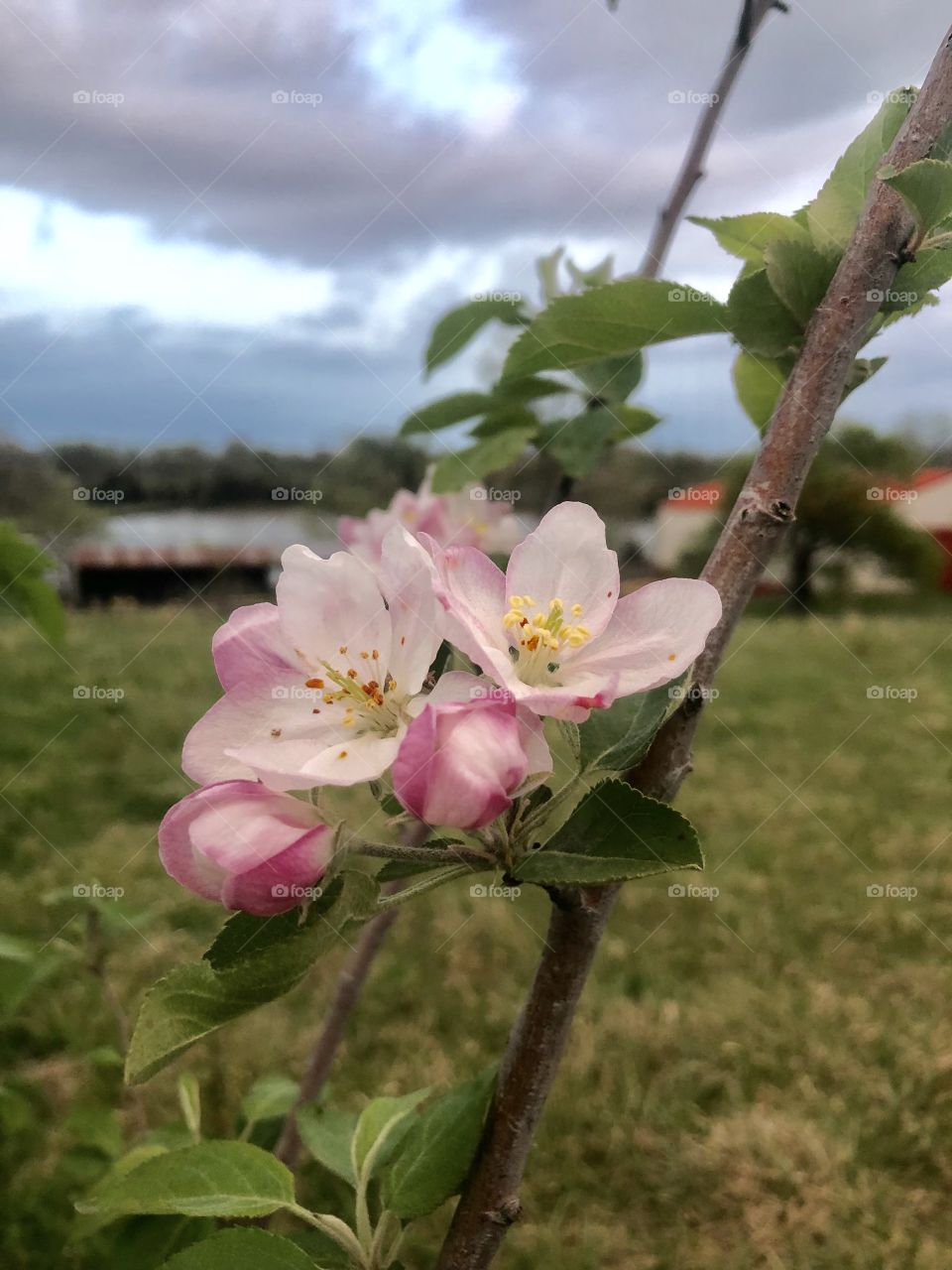 Spring,  Honeycriso, honey crisp, apple, blossom, bloom, blooming, tree, flower, petal