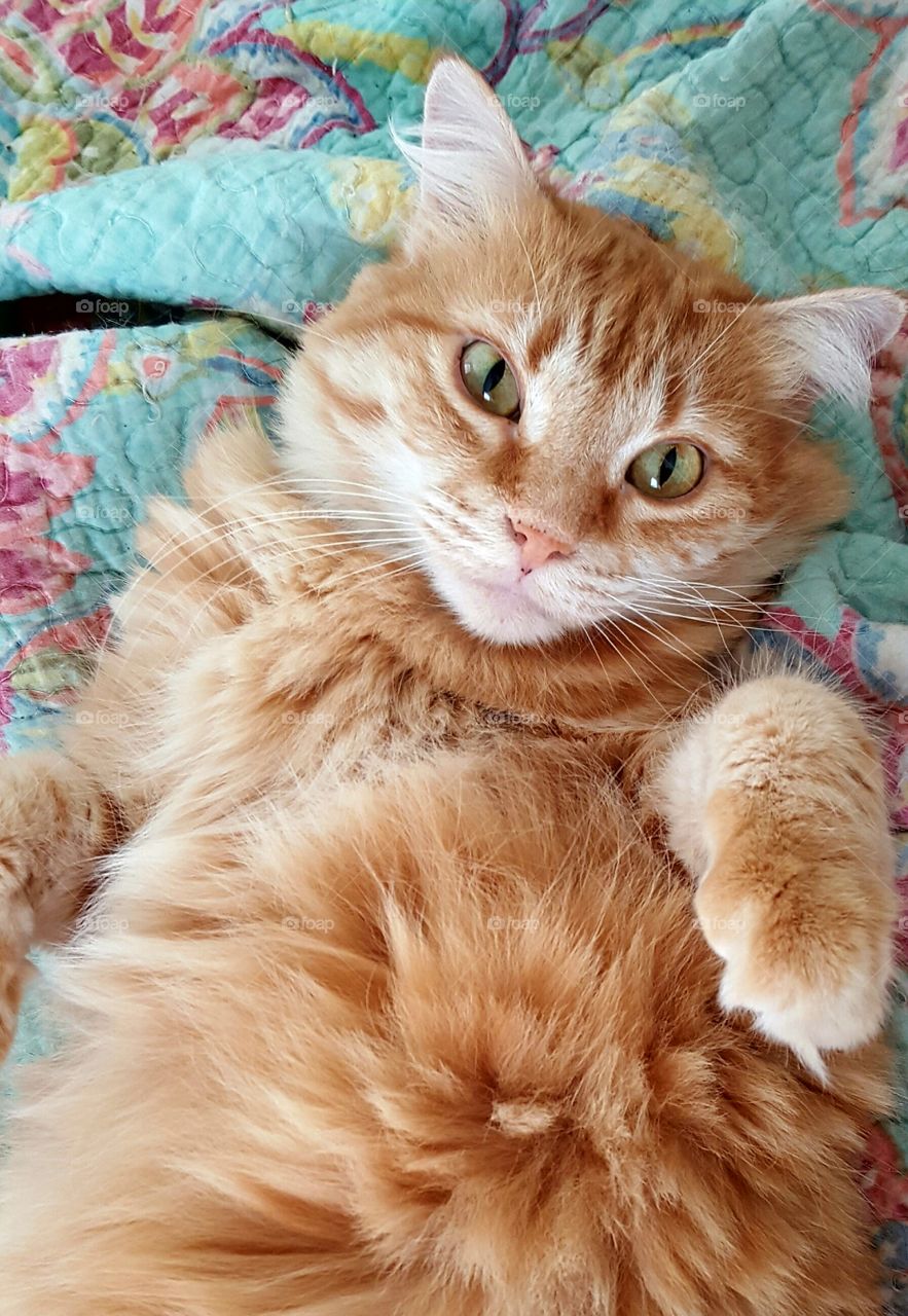 fluffy orange tabby cat