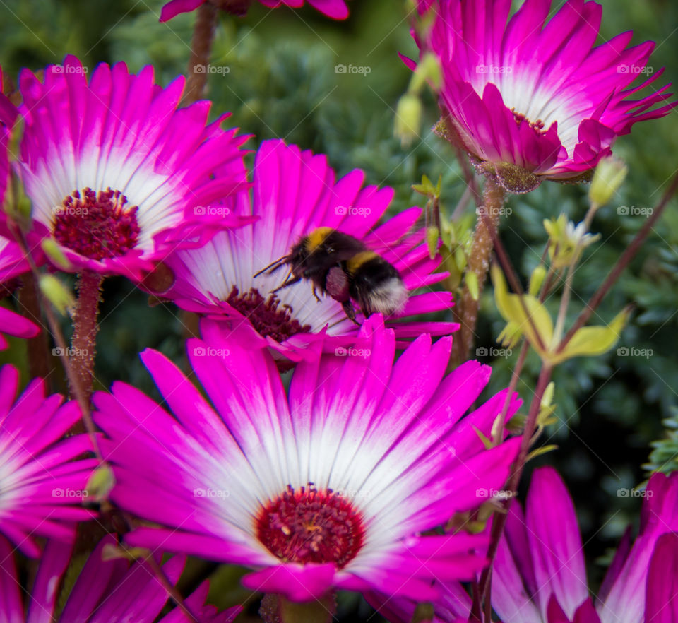 Busy bee in the summer sun 