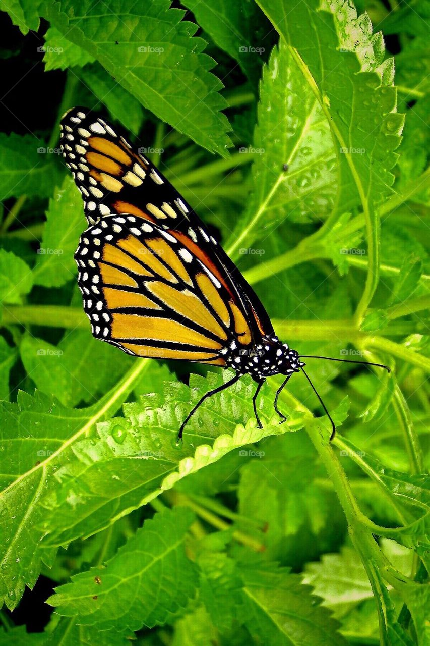 Newly emerged Monarch 