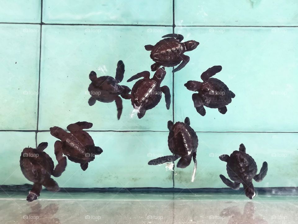 Baby turtles in the nursery pool.