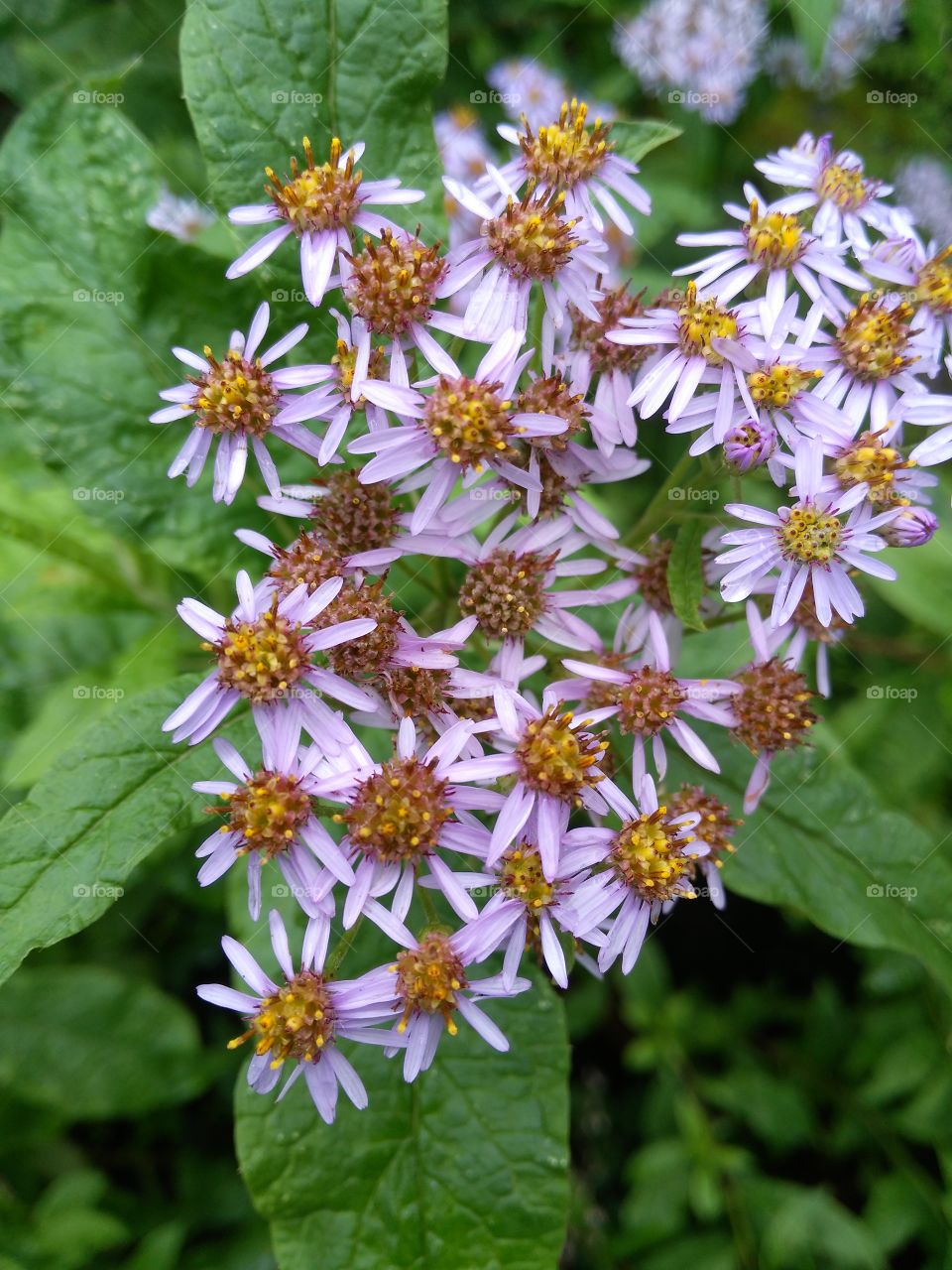 tiny white glowers