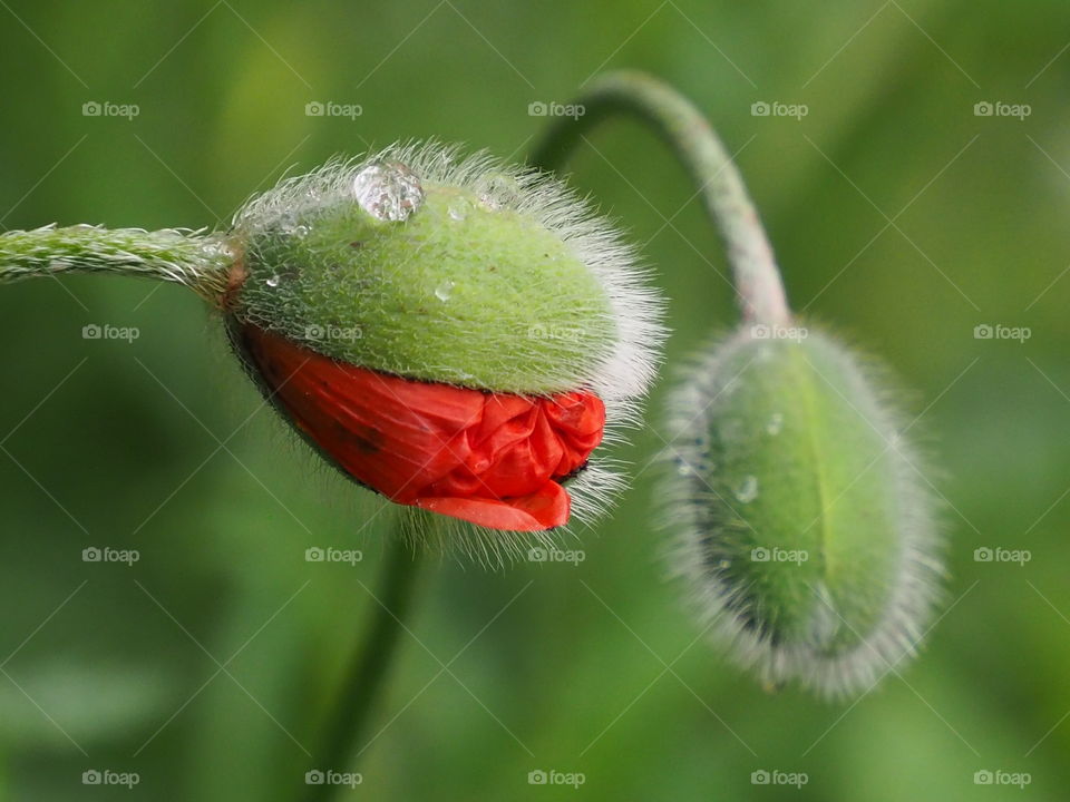 Poppy after rain