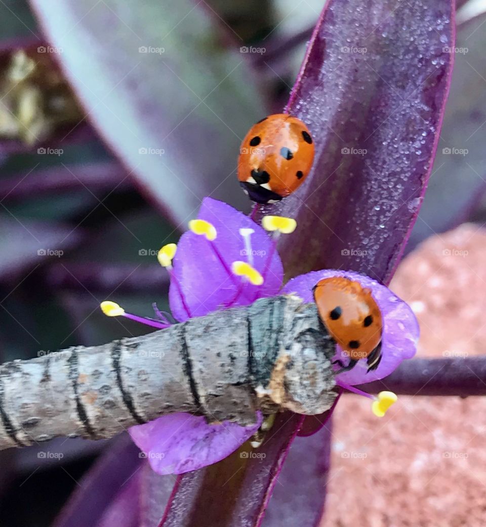 Two Ladybug Friends on Purple Leaf Brown Stick