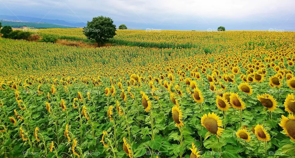 sunflowers