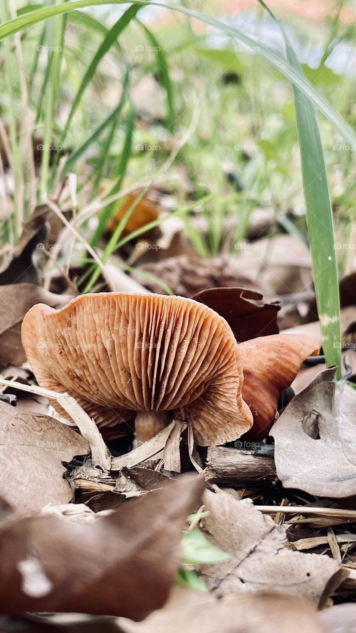 Fungus