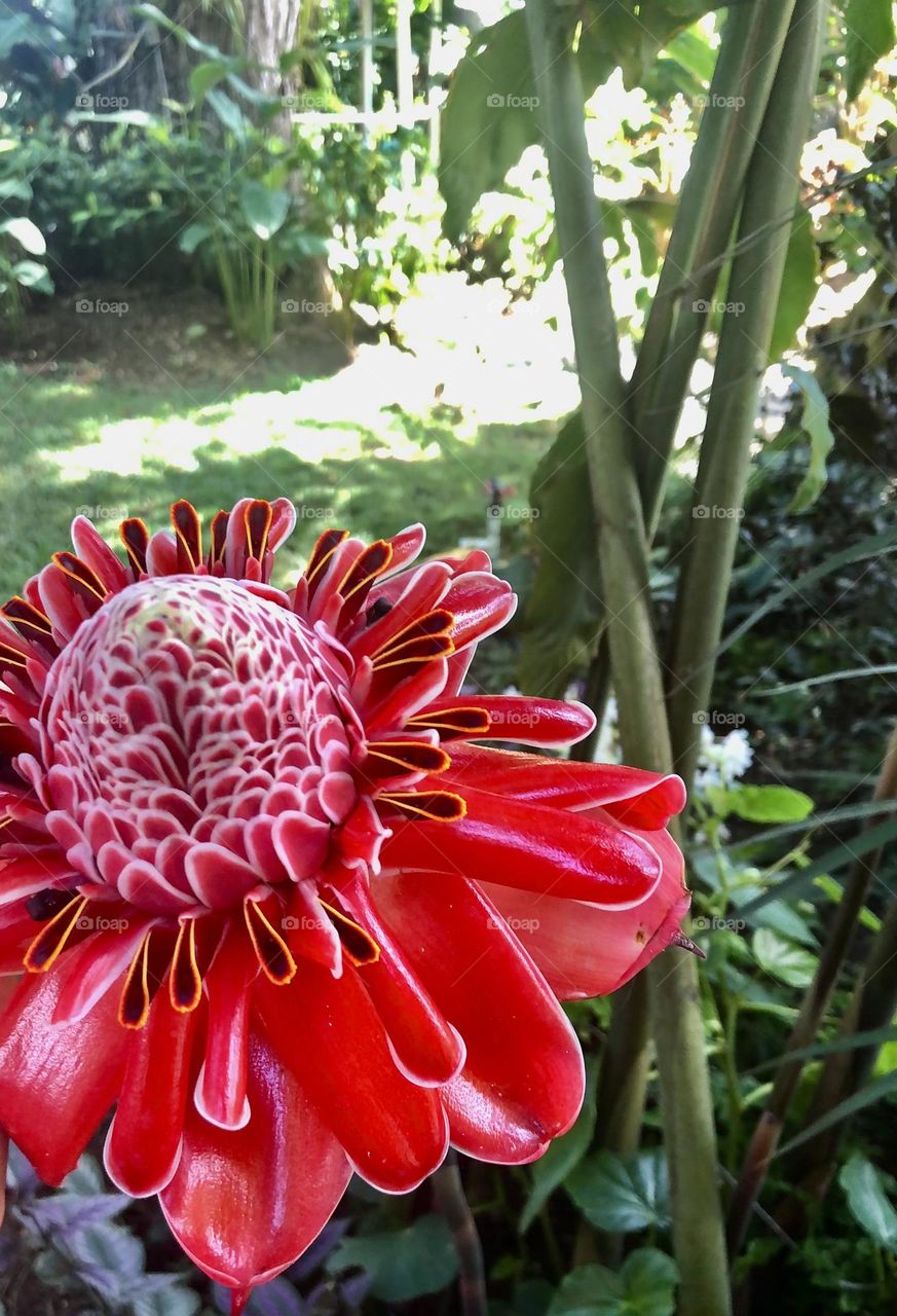 Beauty in the jungle 