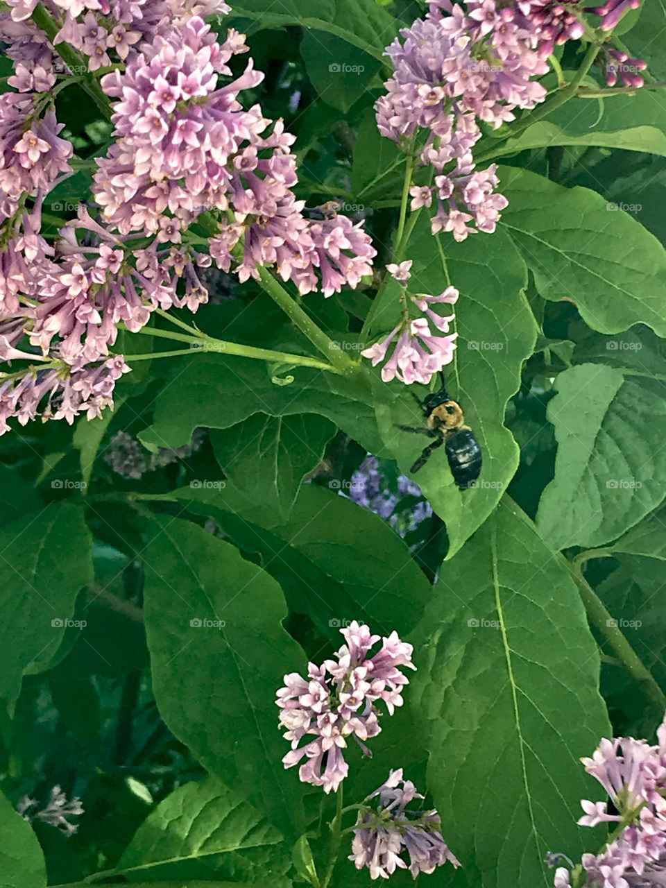 Bee in the lilac bush 
