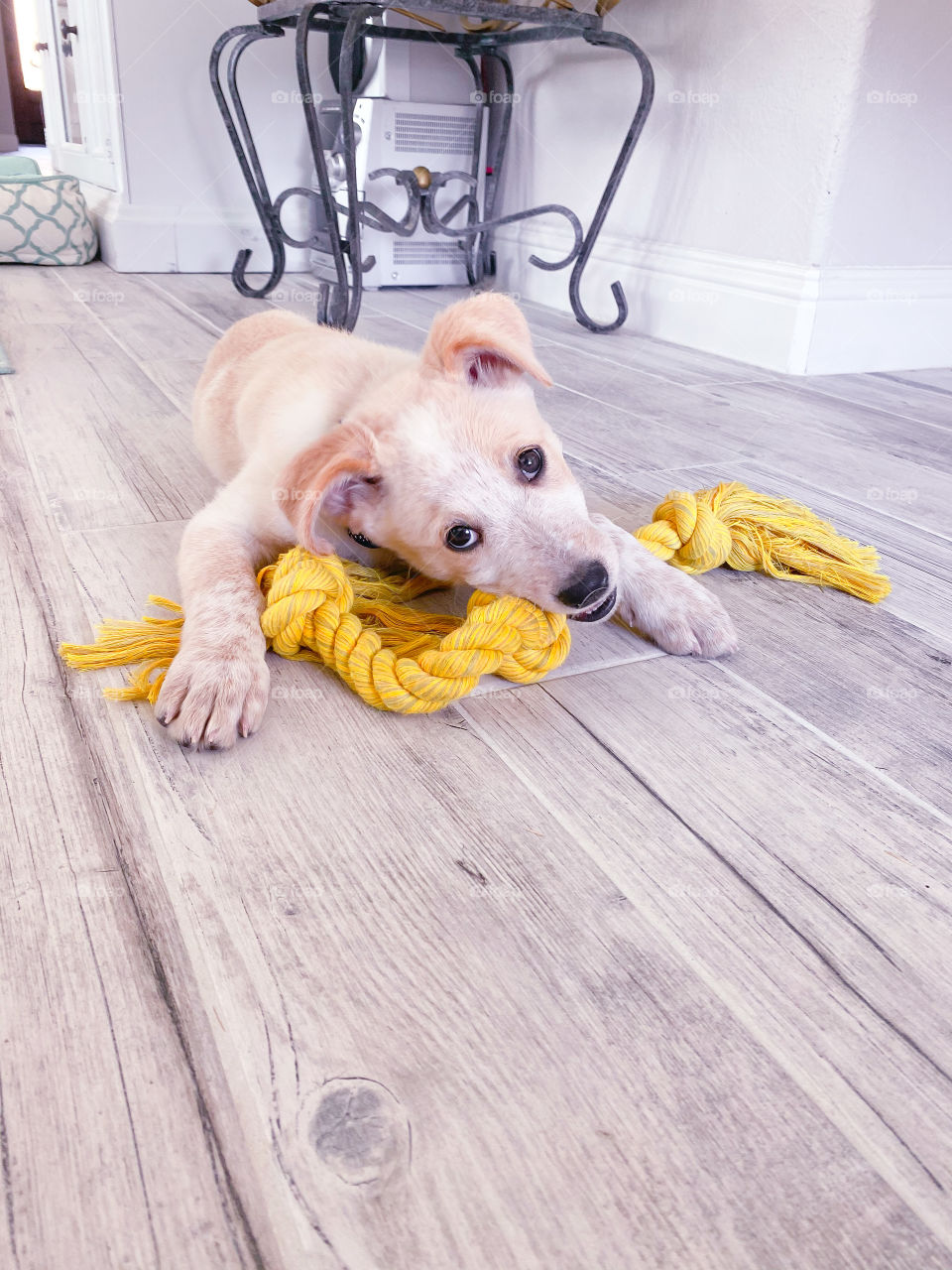 Sammy’s favorite rope!