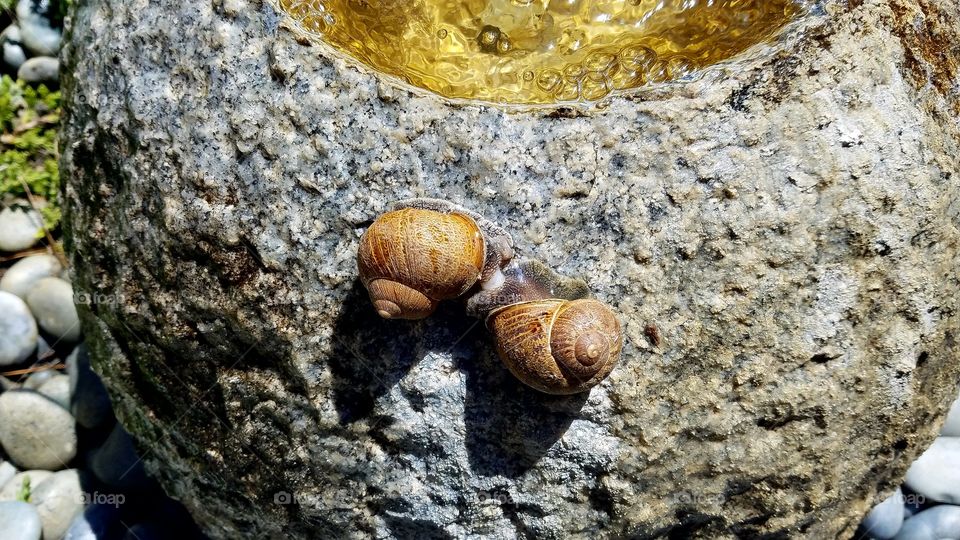 Snails mating season