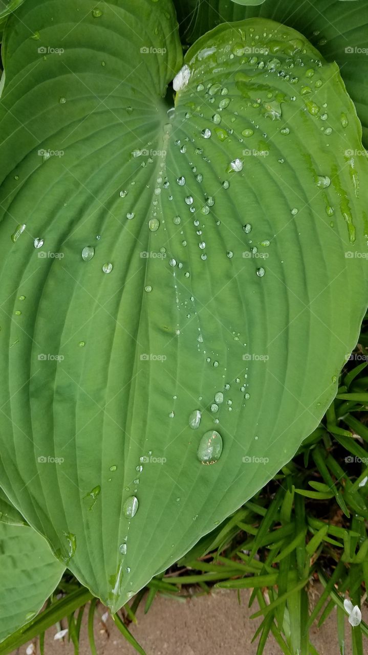 Rain Drops on Leaf