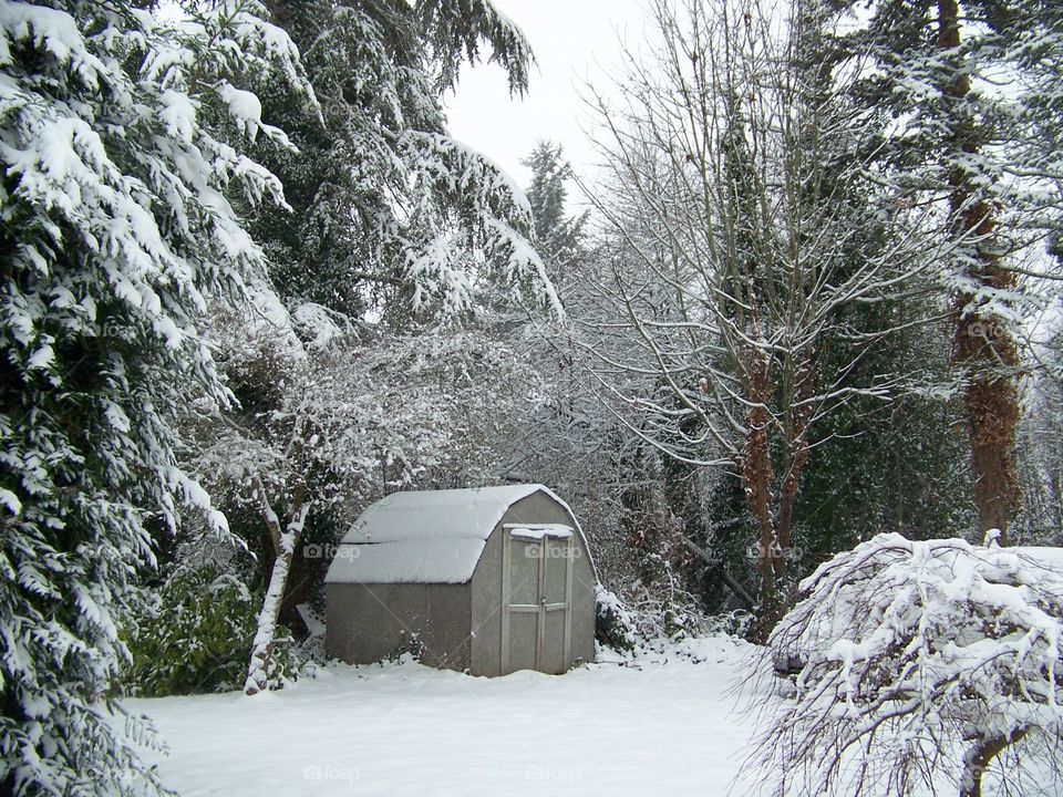 winter. backyard