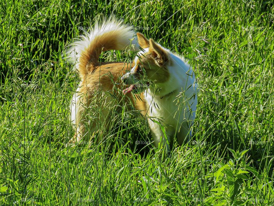 Little puppy in tall weeds adorable and cute