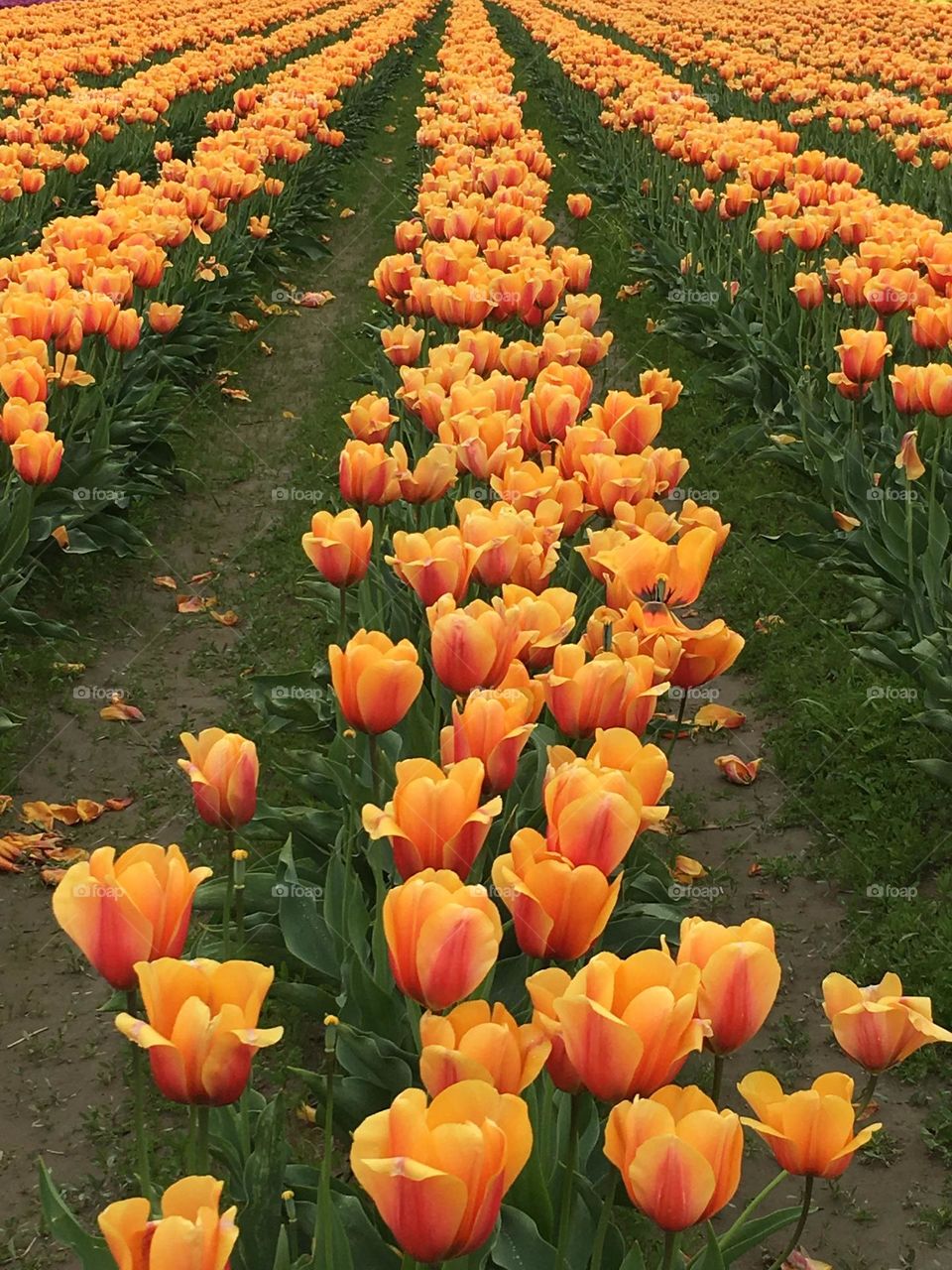 Multicolor tulip rows