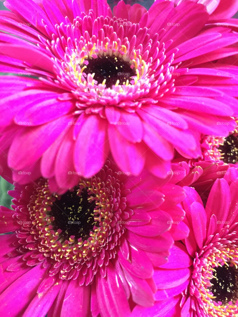 Beautiful pink flower close up 