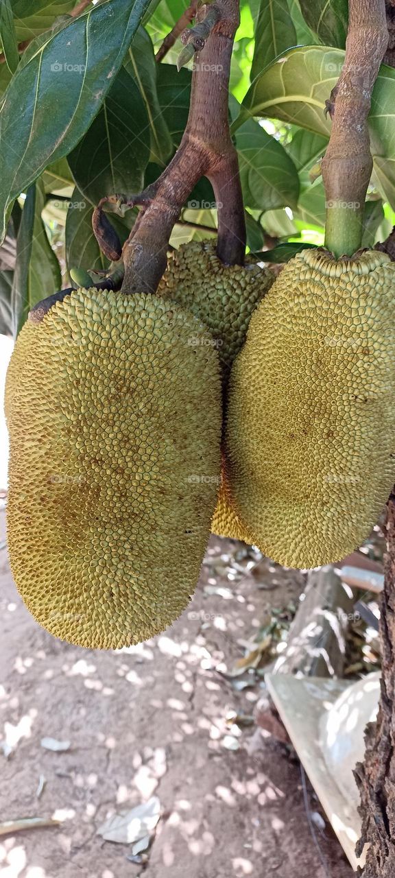 jackfruit