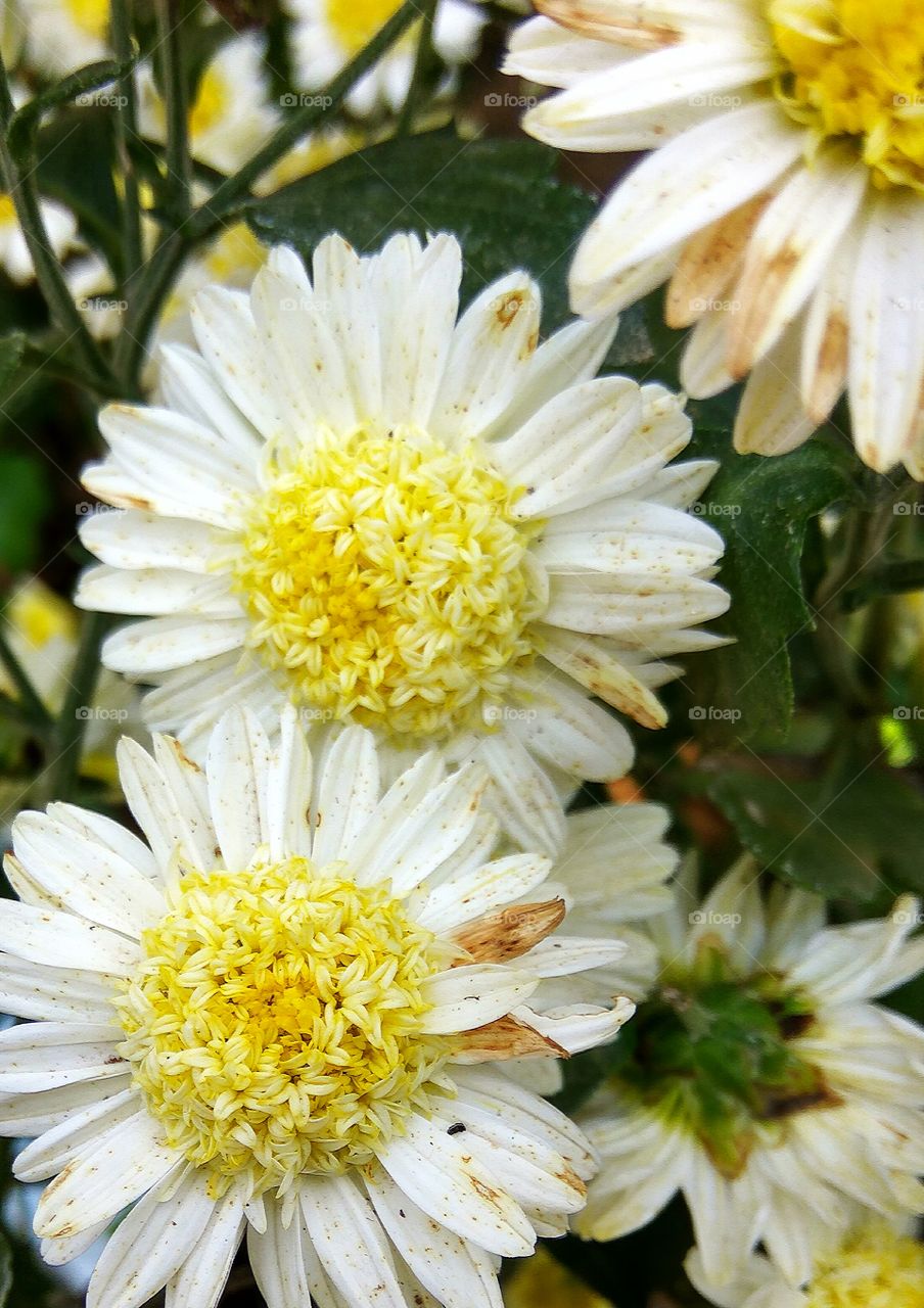 center of flower view