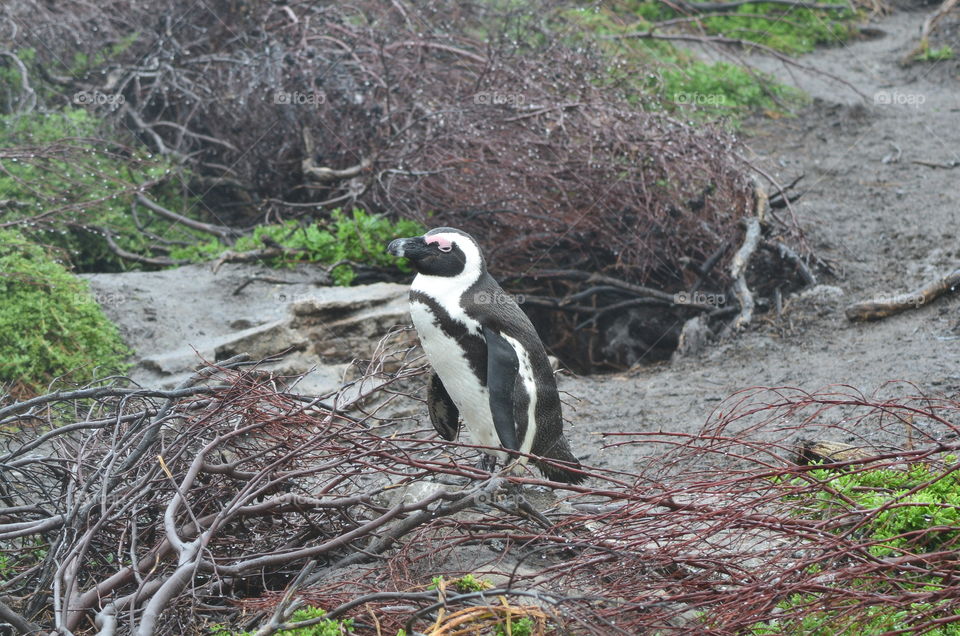 African penguins in South Africa