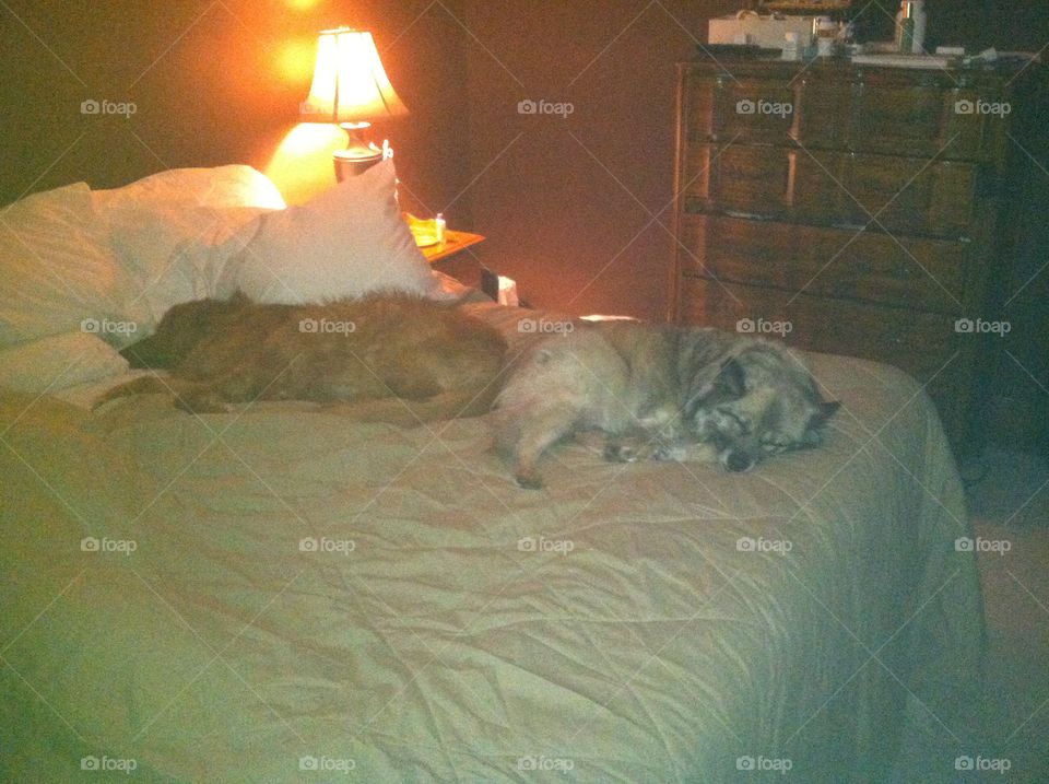 Dogs lying butt to butt. Dogs snoozing in bed