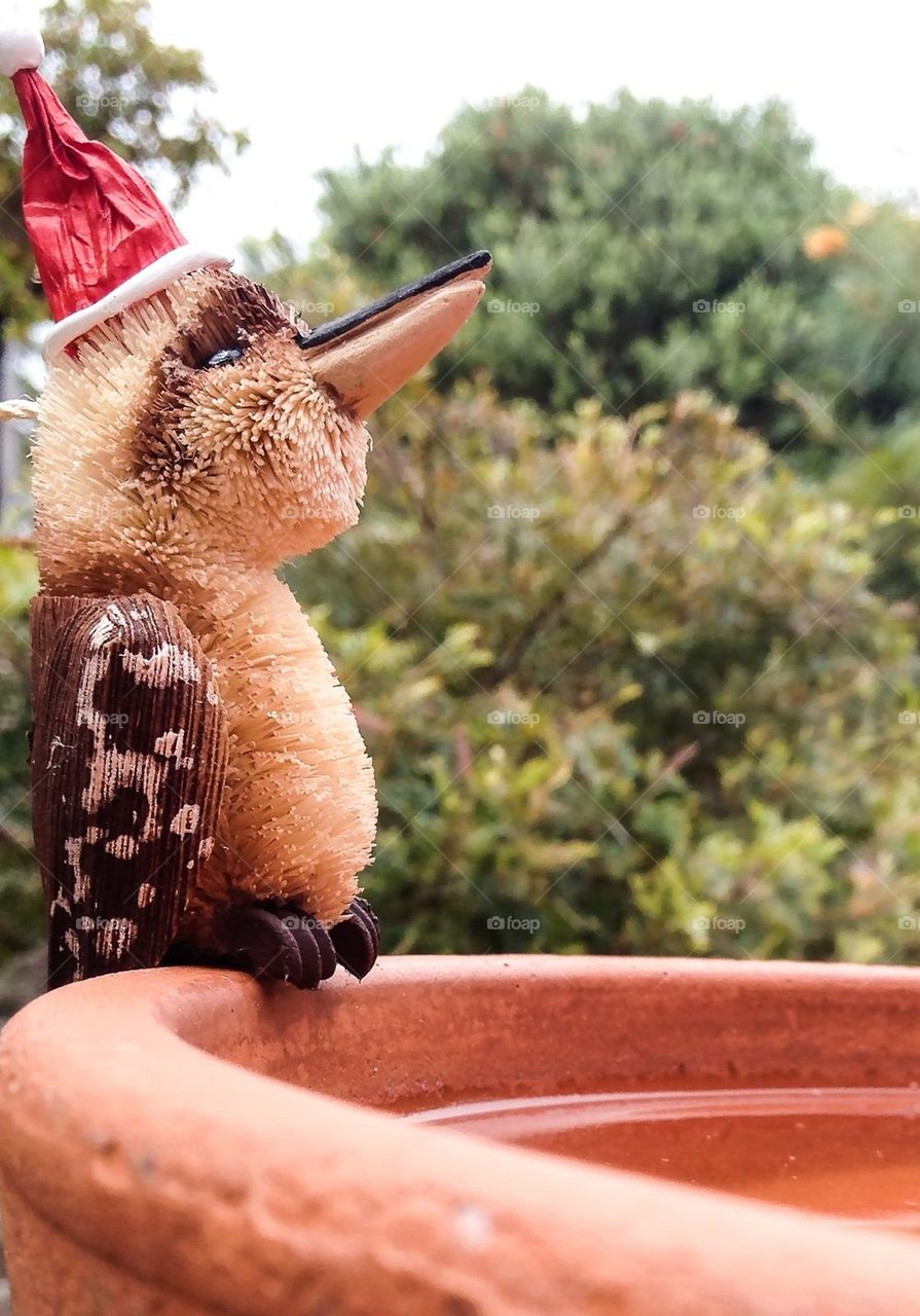 Kookaburra Christmas Australia