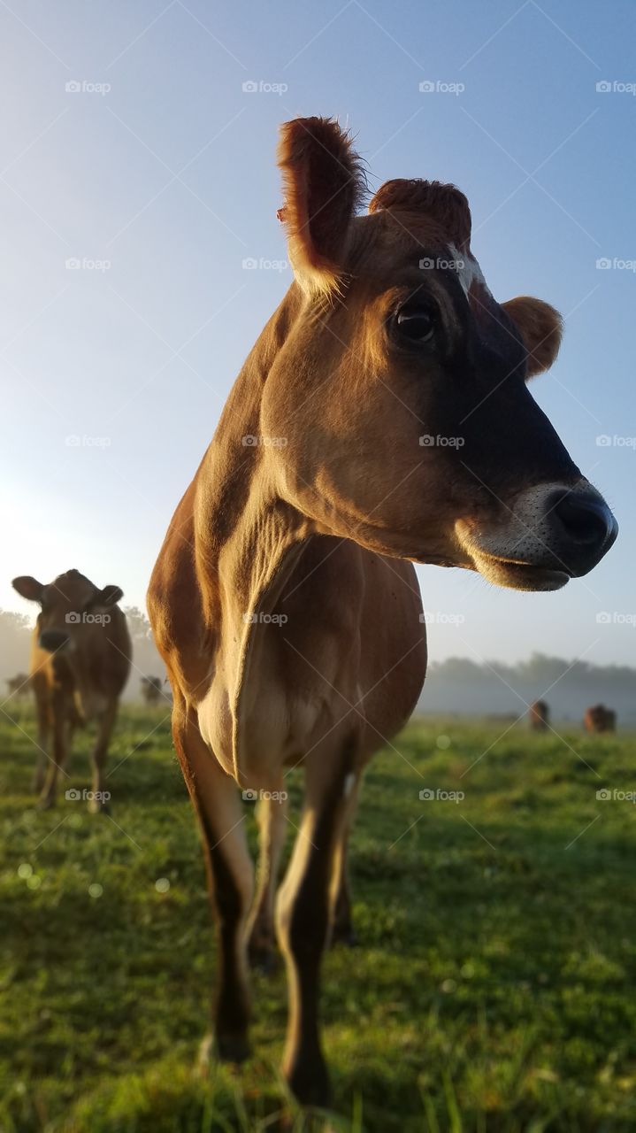 jersey cow