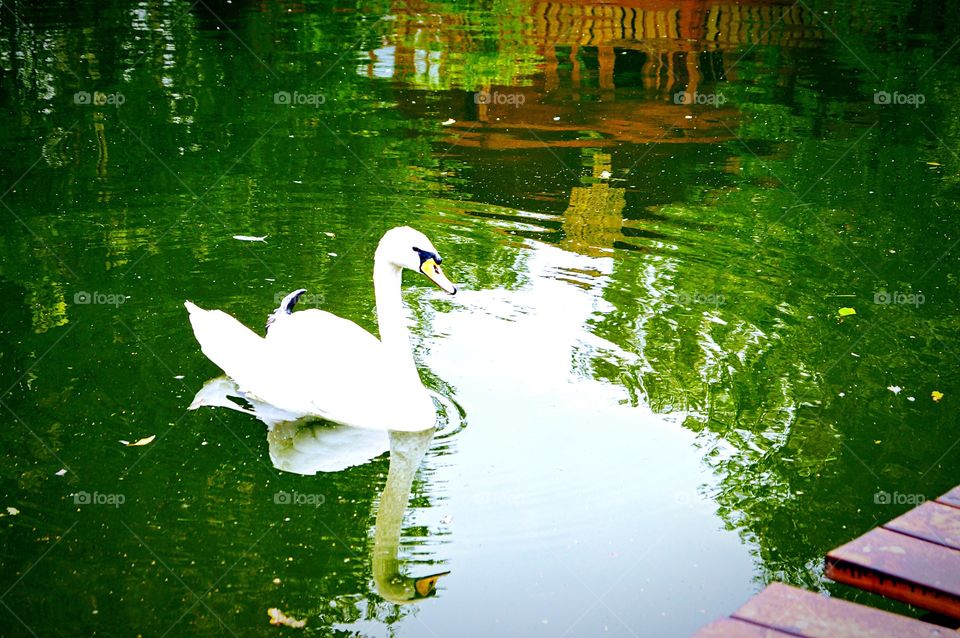 white swan on a pond
